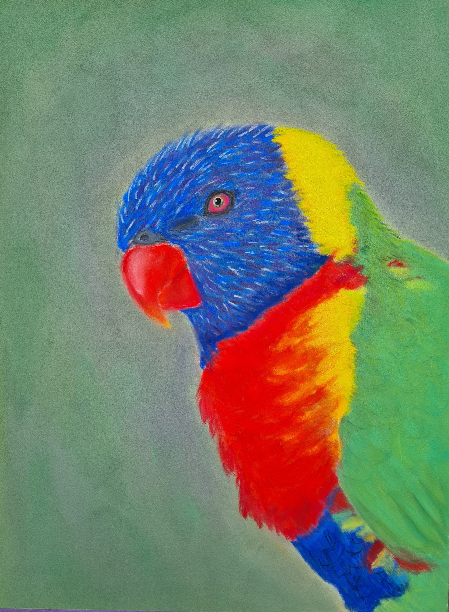Rainbow Lorikeet - Original Pastel Drawing 24x32cm